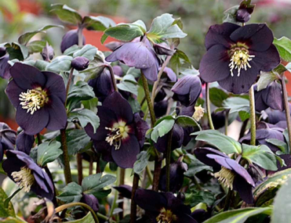 Black plants, Hellebores 'Dark and Handsome