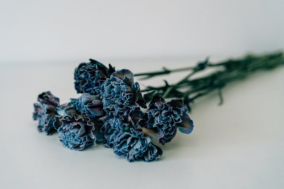 Blue and white carnations