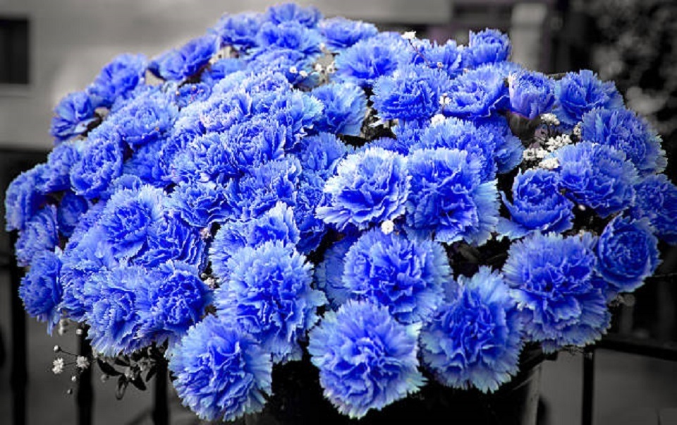 Blue carnations bouquet