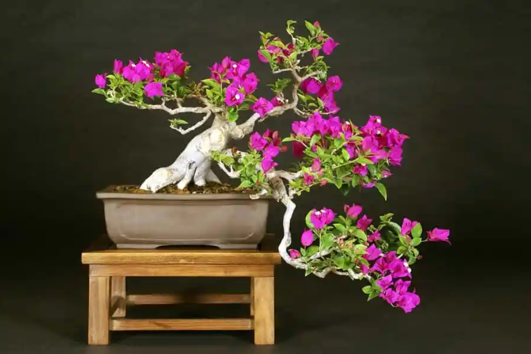 Bonsai Bougainvilleas grow very well in pots