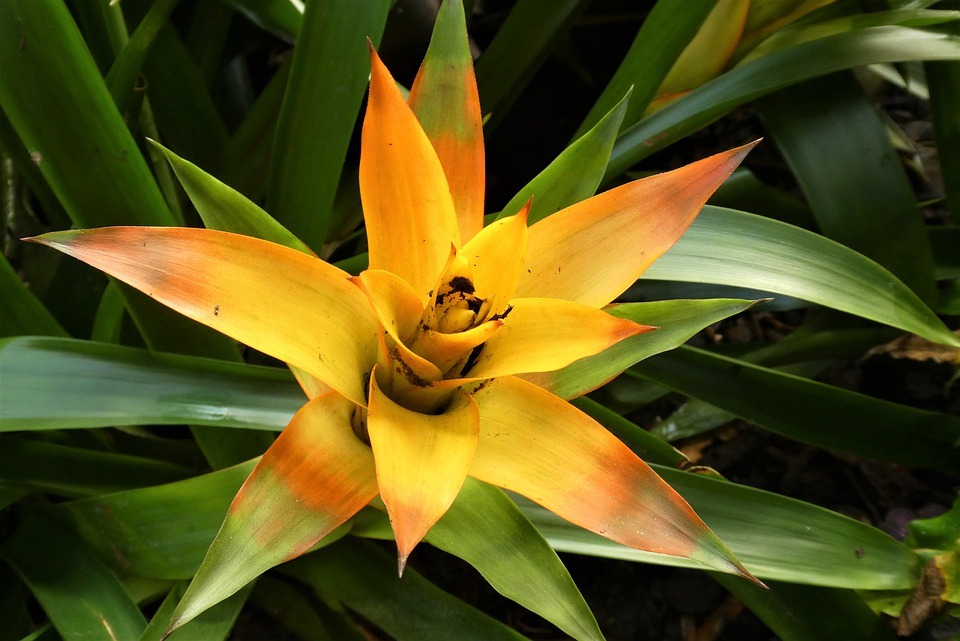 Bromeliad plant care, Bromeliads are a large family of flowering plants