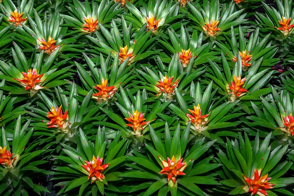 Bromeliad plant care and How to Grow Bromeliads