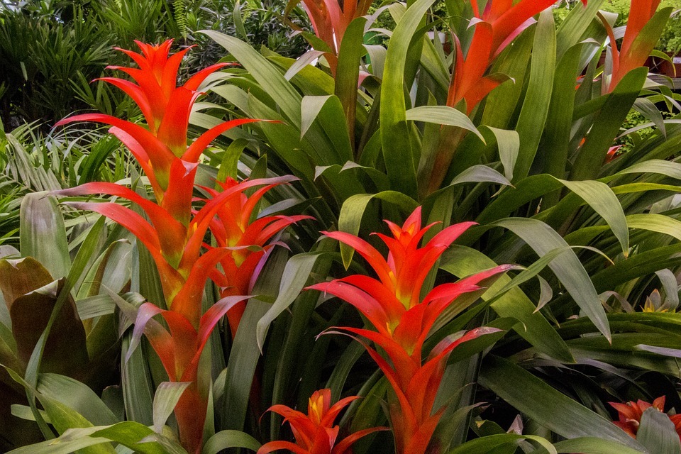 Bromeliads are epiphytic plants that require a constant moist environment for survival