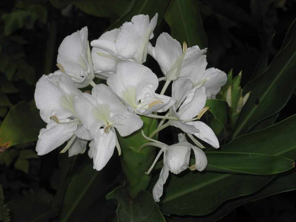 Butterfly Lily Ginger Types of ginger