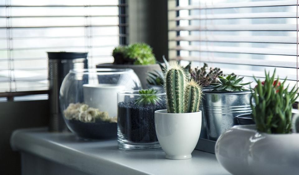 Indoor gardening for beginners. Choose the right type of plant for your home