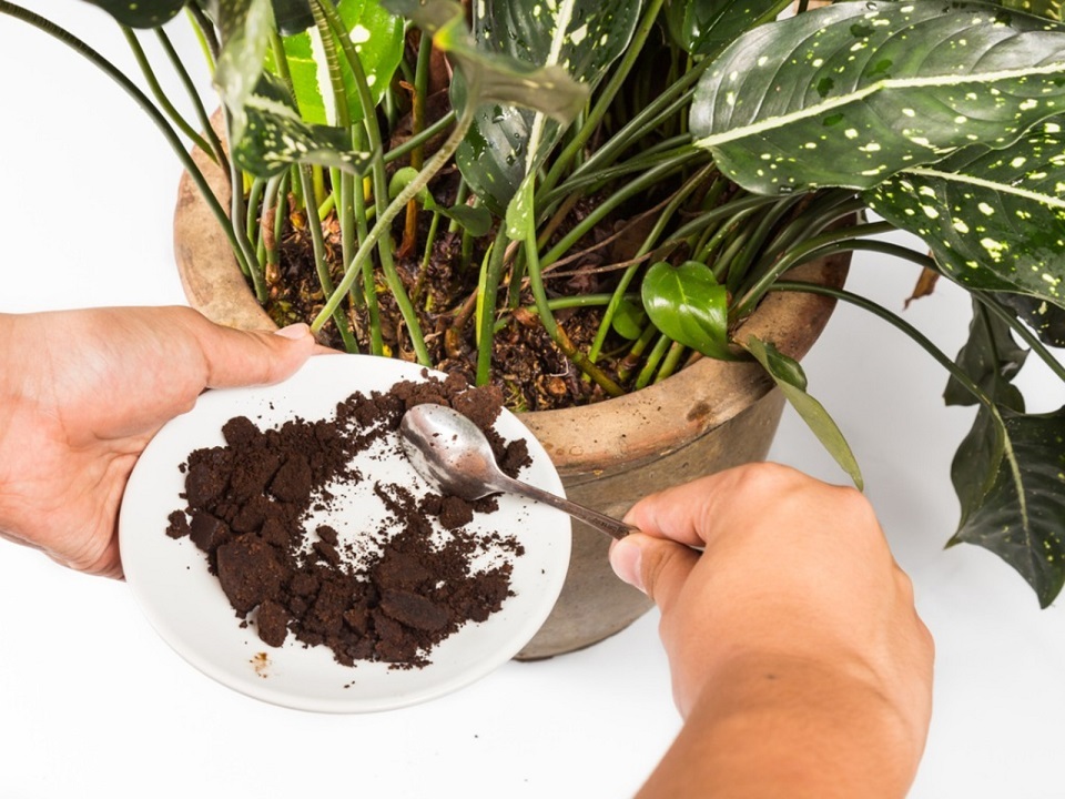 Coffee grounds for plants. Compost can be used to enrich the soil