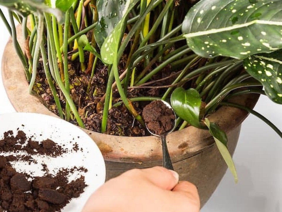 Coffee grounds for plants. The Amazing Benefits of Coffee Grounds