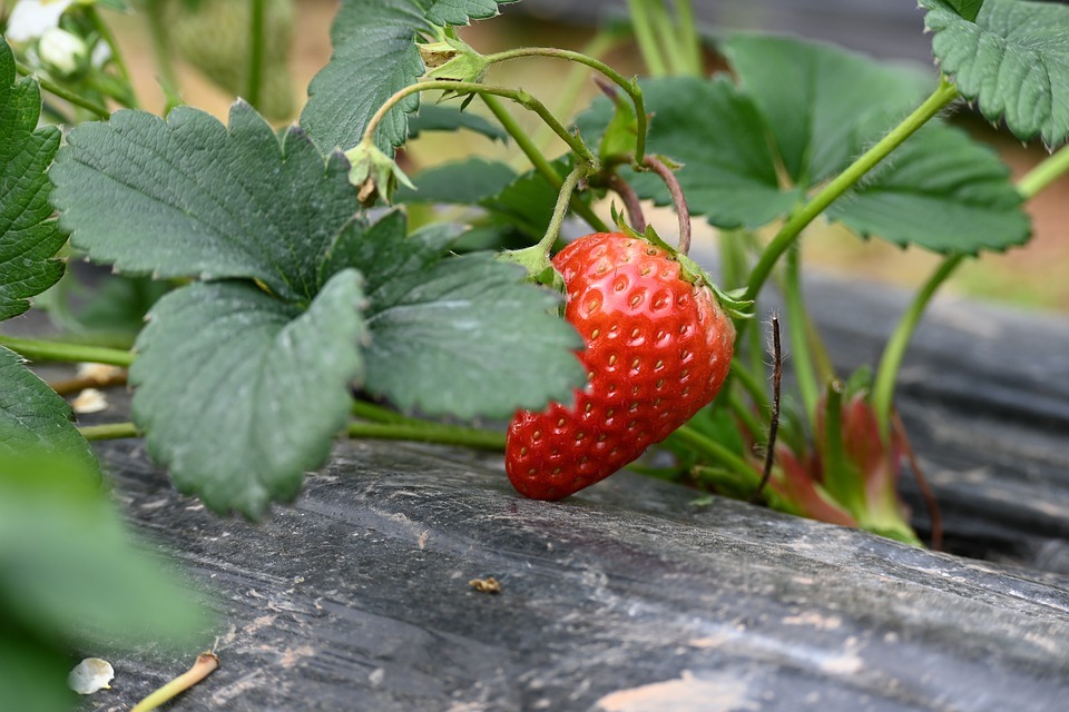 DIY strawberry planter, Strawberry plants are one of the easiest fruit trees to grow and maintain