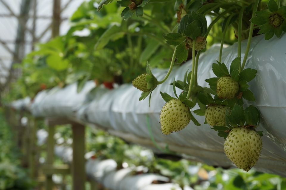 DIY strawberry planter. Growing strawberries