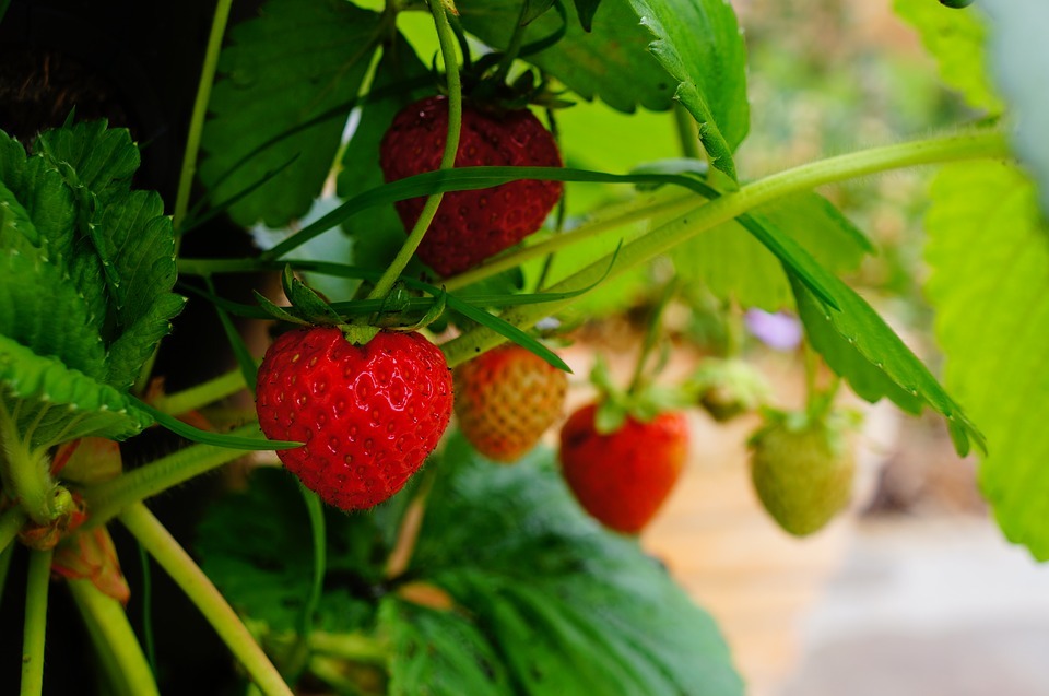 DIY strawberry planter. How To Build Your Own Strawberry Planting Planter From Scratch