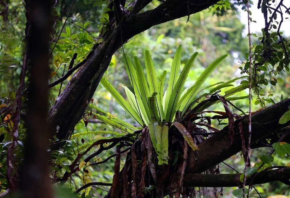 Epiphytes