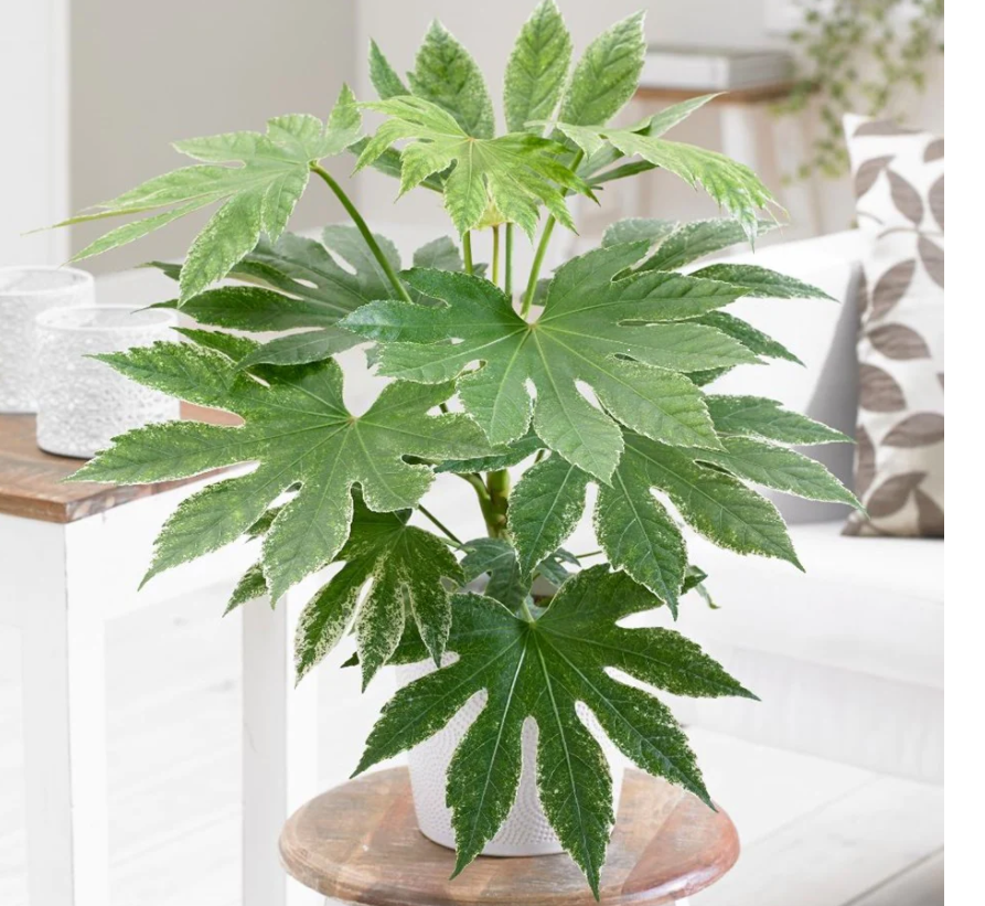 Fatsia Japonica in pots, Fatsia Plant is an easy-to-grow indoor plant that requires very little care