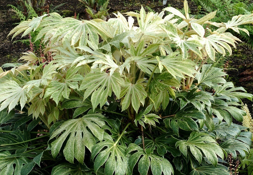 Fatsia Japonica in pots, You should plant your Fatsia in a full-sun location