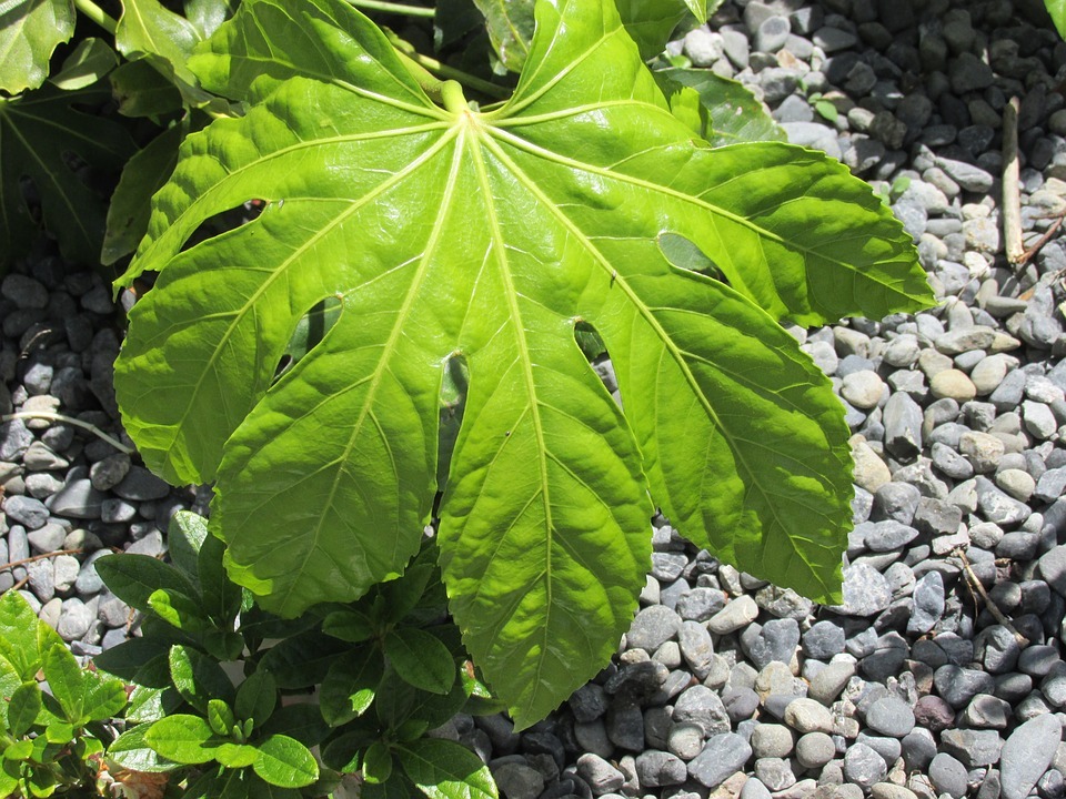 Fatsia Japonica in pots, You should plant your Fatsia in a full-sun location