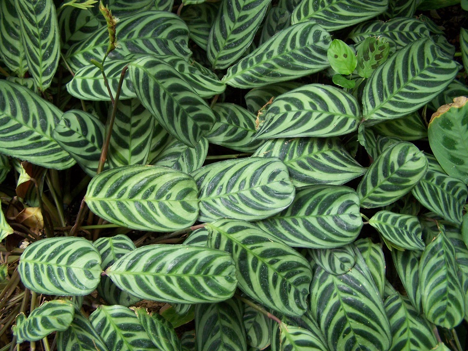 Fishbone prayer plant characteristics