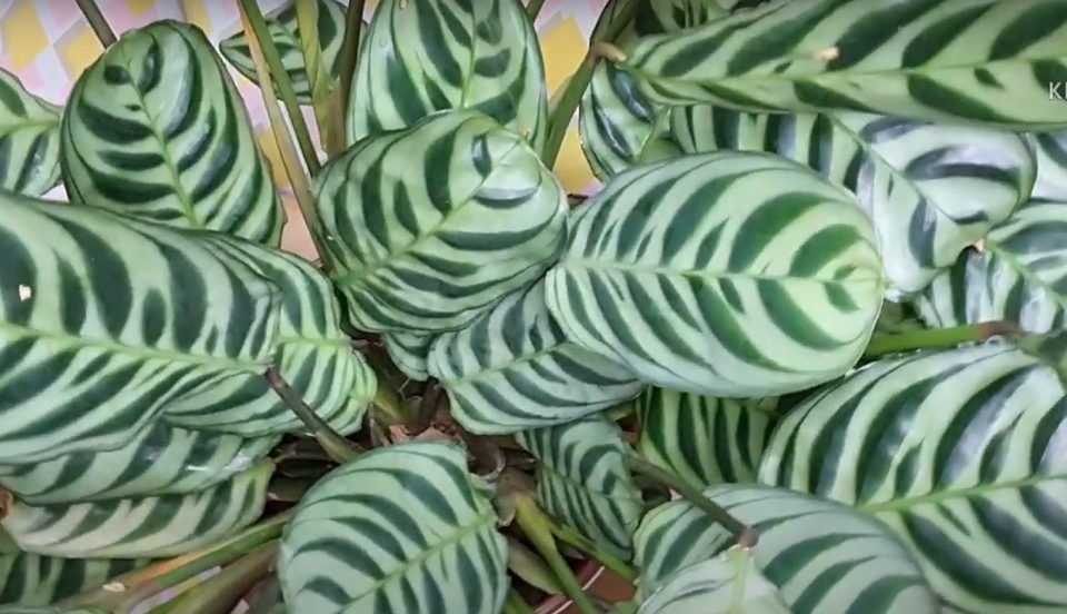 Fishbone prayer plant 