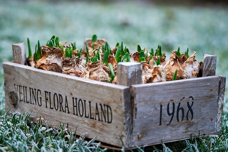 How to Make the Best Use of Your Garden Boxes