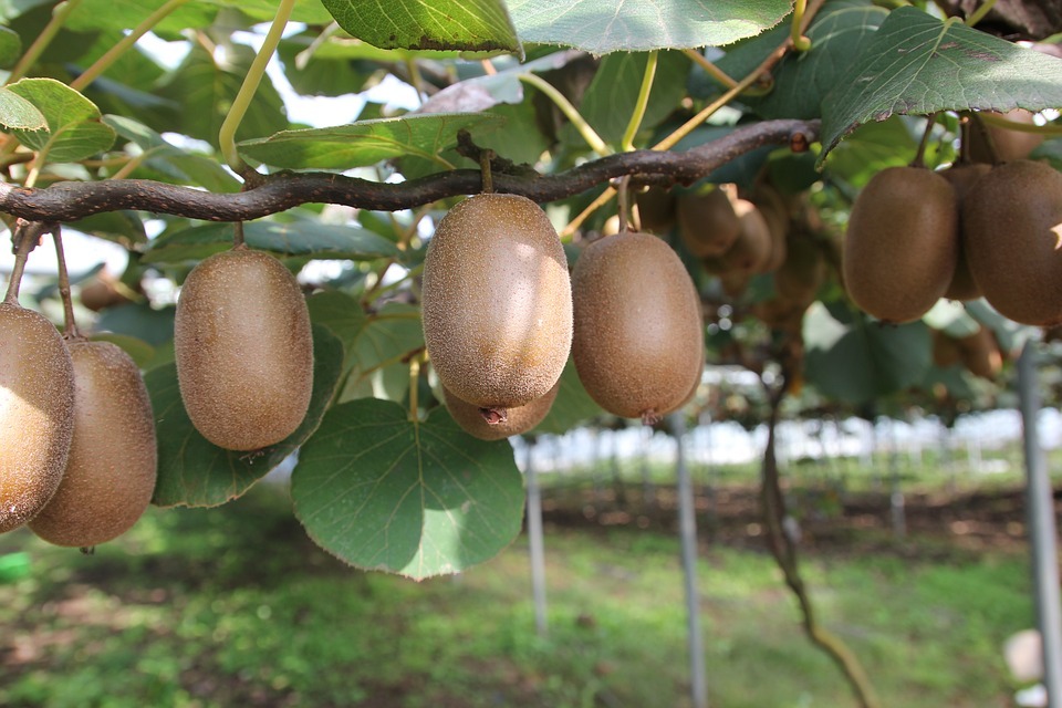 Growing Kiwi Fruits in Pots, How to Grow the Exotic Fruit of the Kiwi Tree