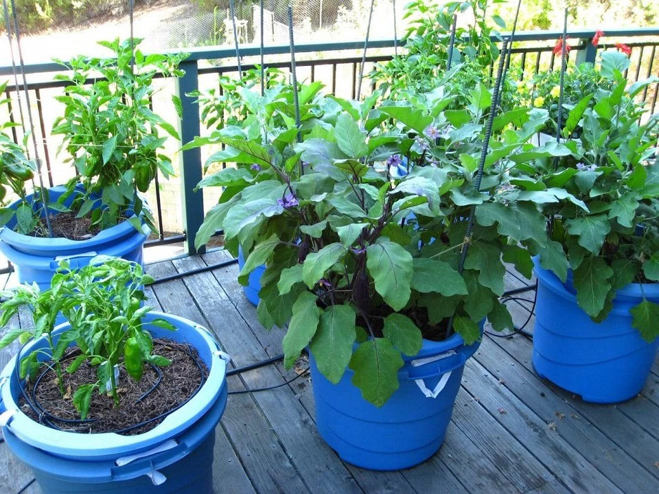 Growing vegetables in containers is a great idea