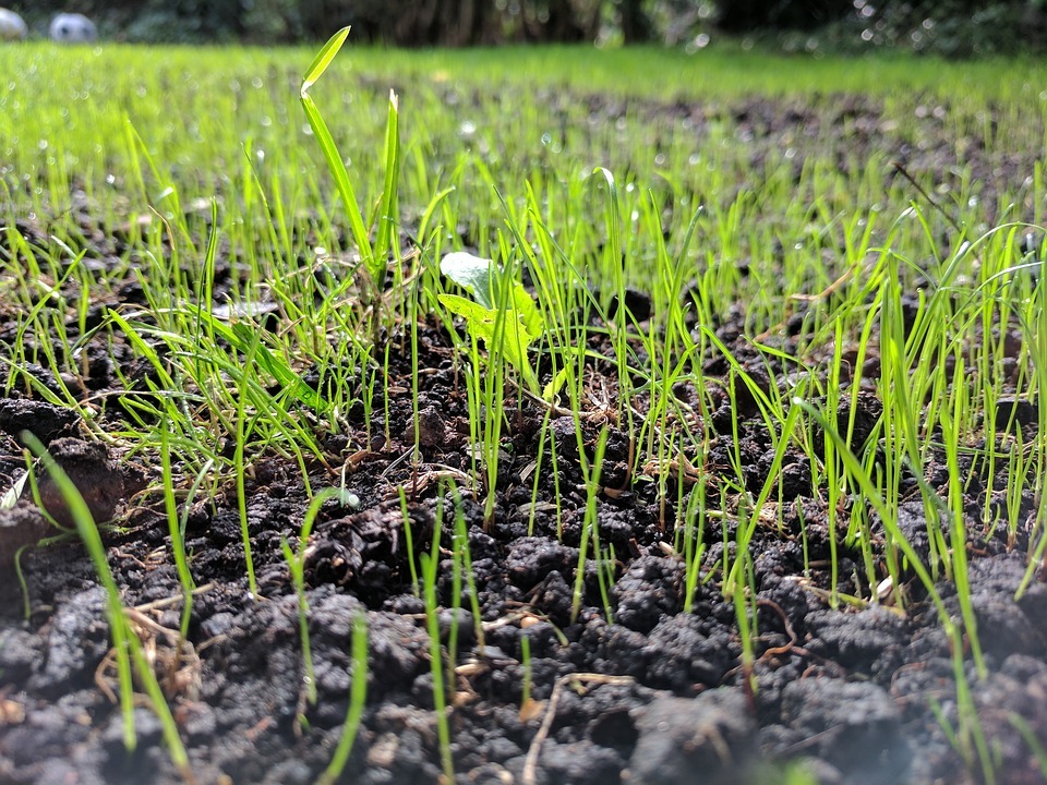 How early can I plant grass seed?