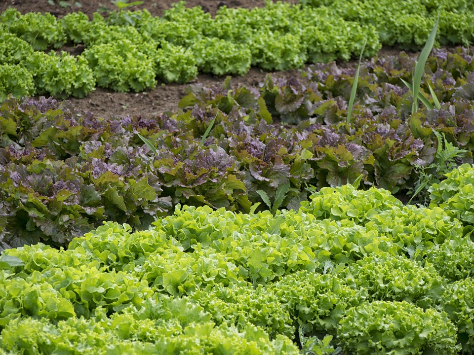 How to Create the Perfect Vegetable Garden