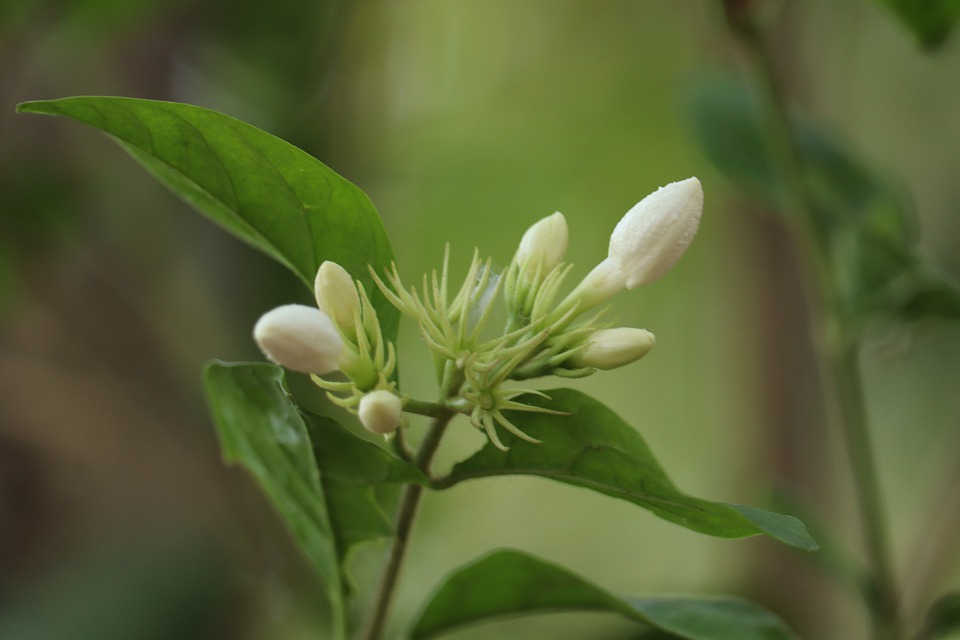 How to Grow Arabian Jasmine Plant?