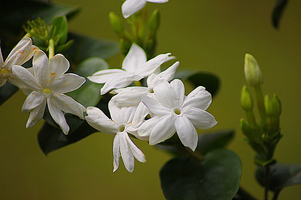 How to Grow Arabian Jasmine Plant