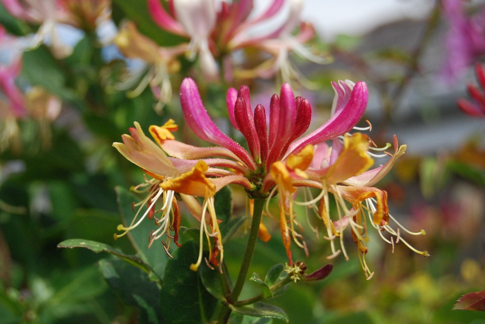 How to Grow Honeysuckle in Containers