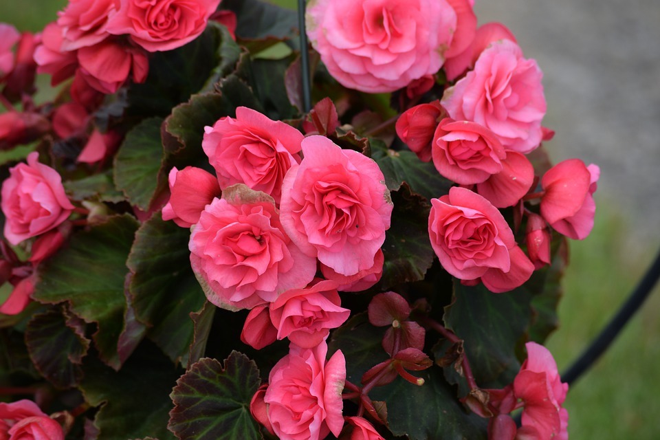 How to Grow Ruby Begonia Plant