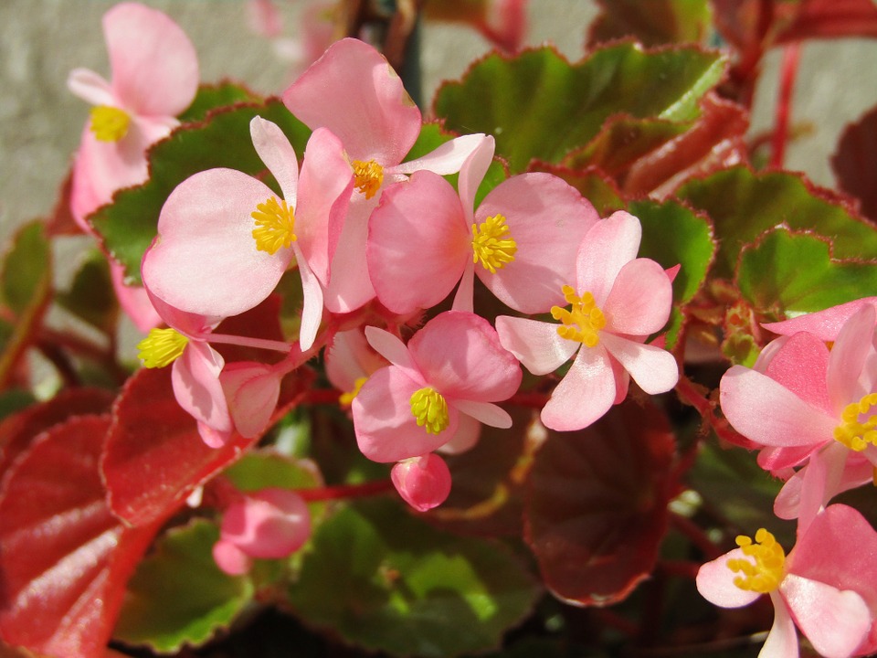 How to Grow a Gorgeous Garden Ruby Begonia in a Simple Steps