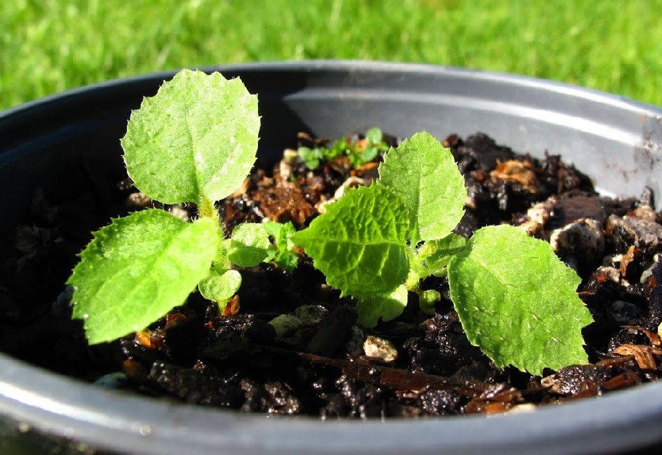 How to Growing Kiwi Fruits in pots