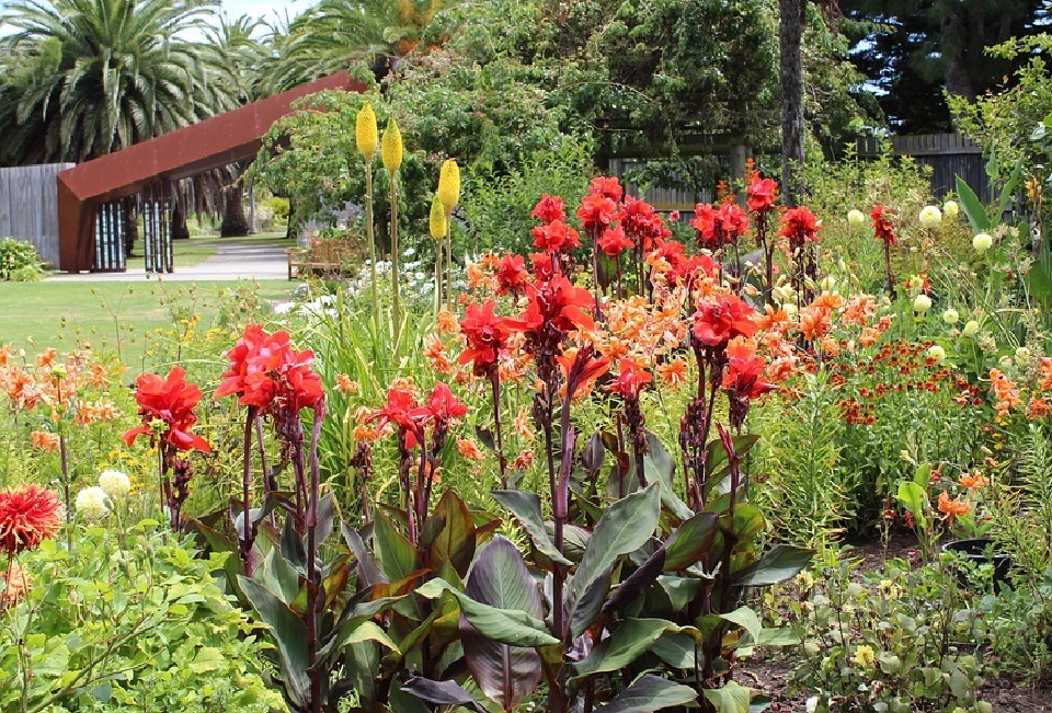 How to Plant Canna Bulbs For Your Next Canna lily Garden