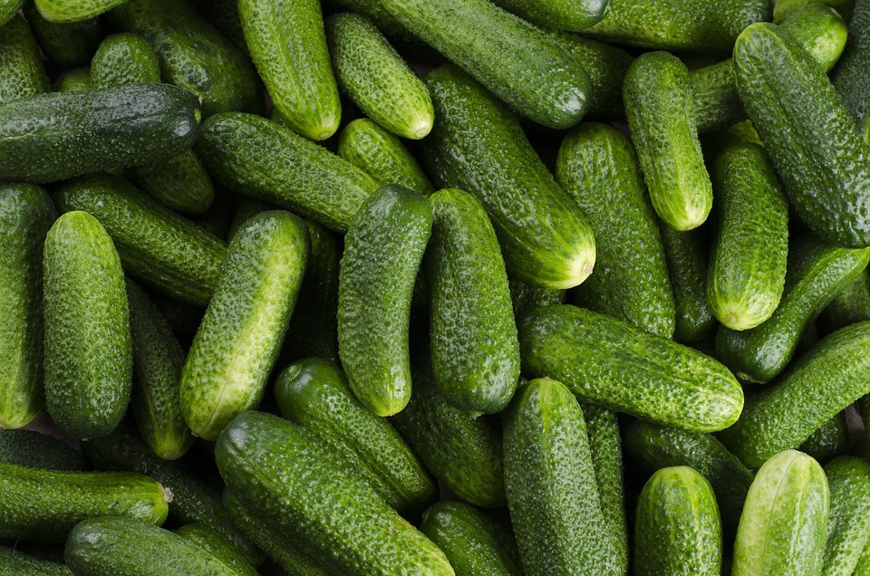 How to Plant Cucumbers the Easy Way and Its benefit