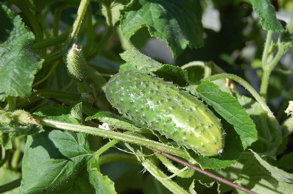 How to Plant Cucumbers