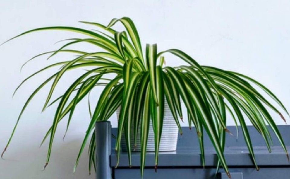 How to Tell If Spider Plants Are Toxic to Dogs