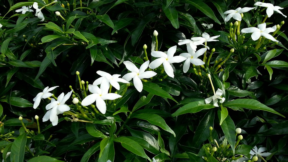 How to care Arabian Jasmine