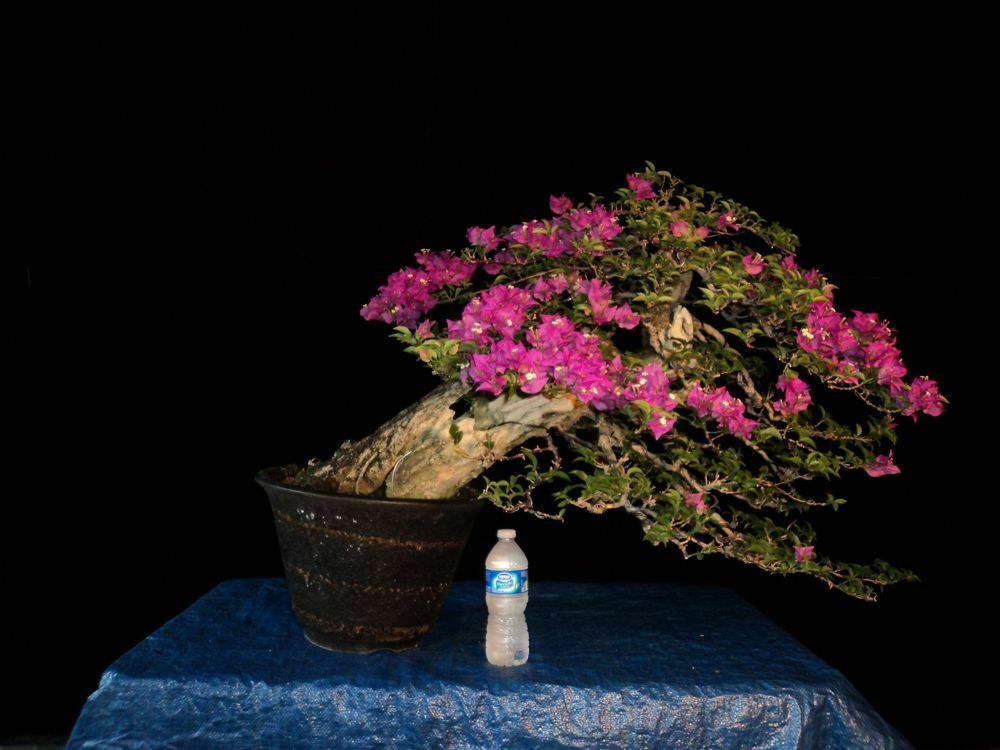 How to care Bonsai Bougainvillea