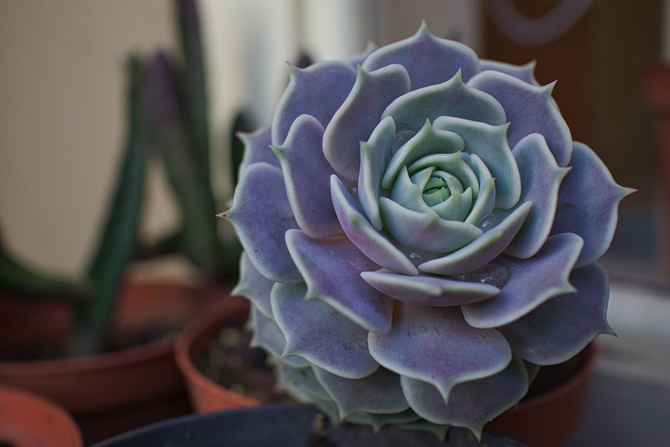 How to care Rosette succulents varieties