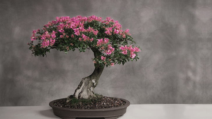 How to care for Bonsai Bougainvillea and Bonsai Bougainvillea Pruning