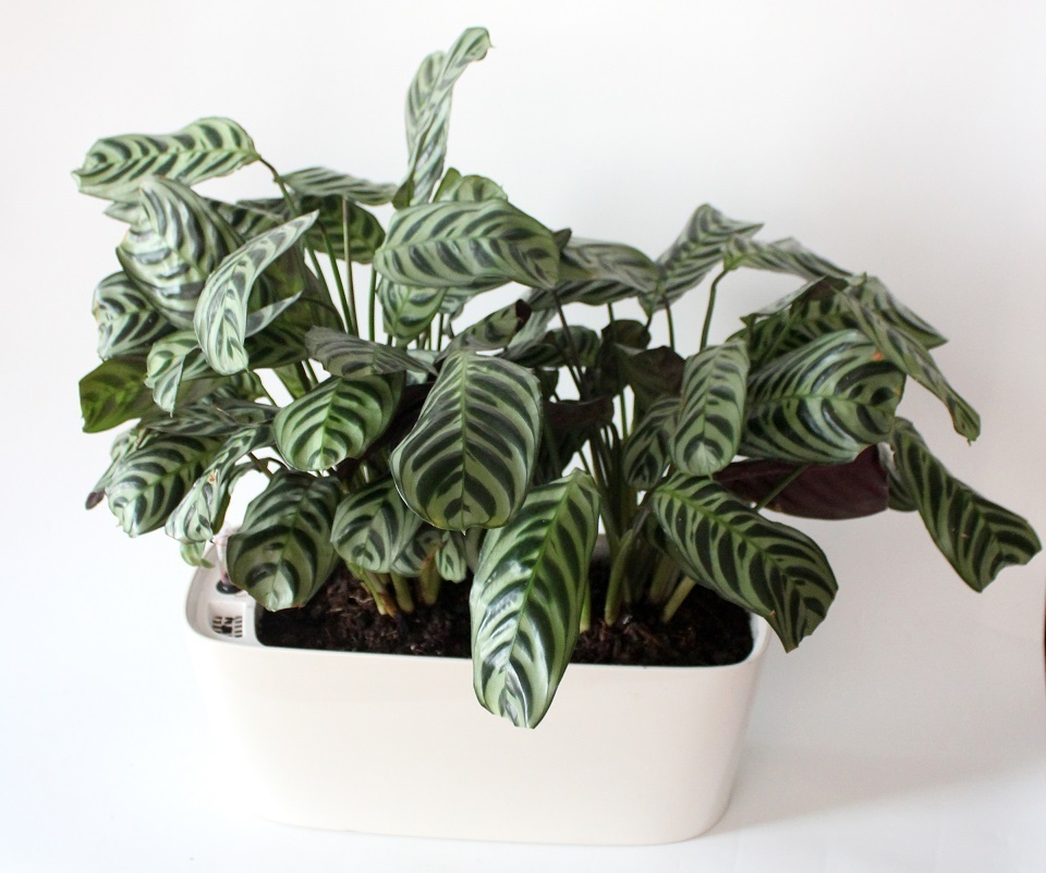 How to grow Fishbone Prayer Plant in container