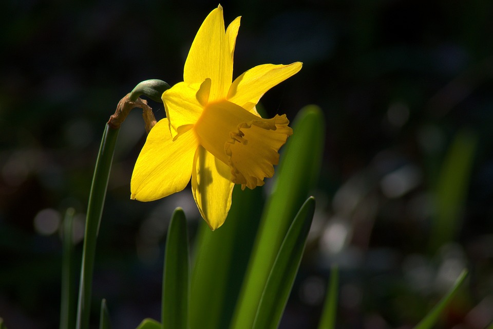 How to grow Jonquil flower 