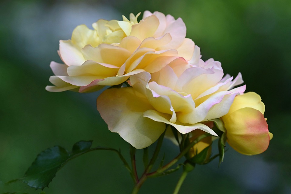 How to grow Juliet a dwarf-forming variety of Rosa