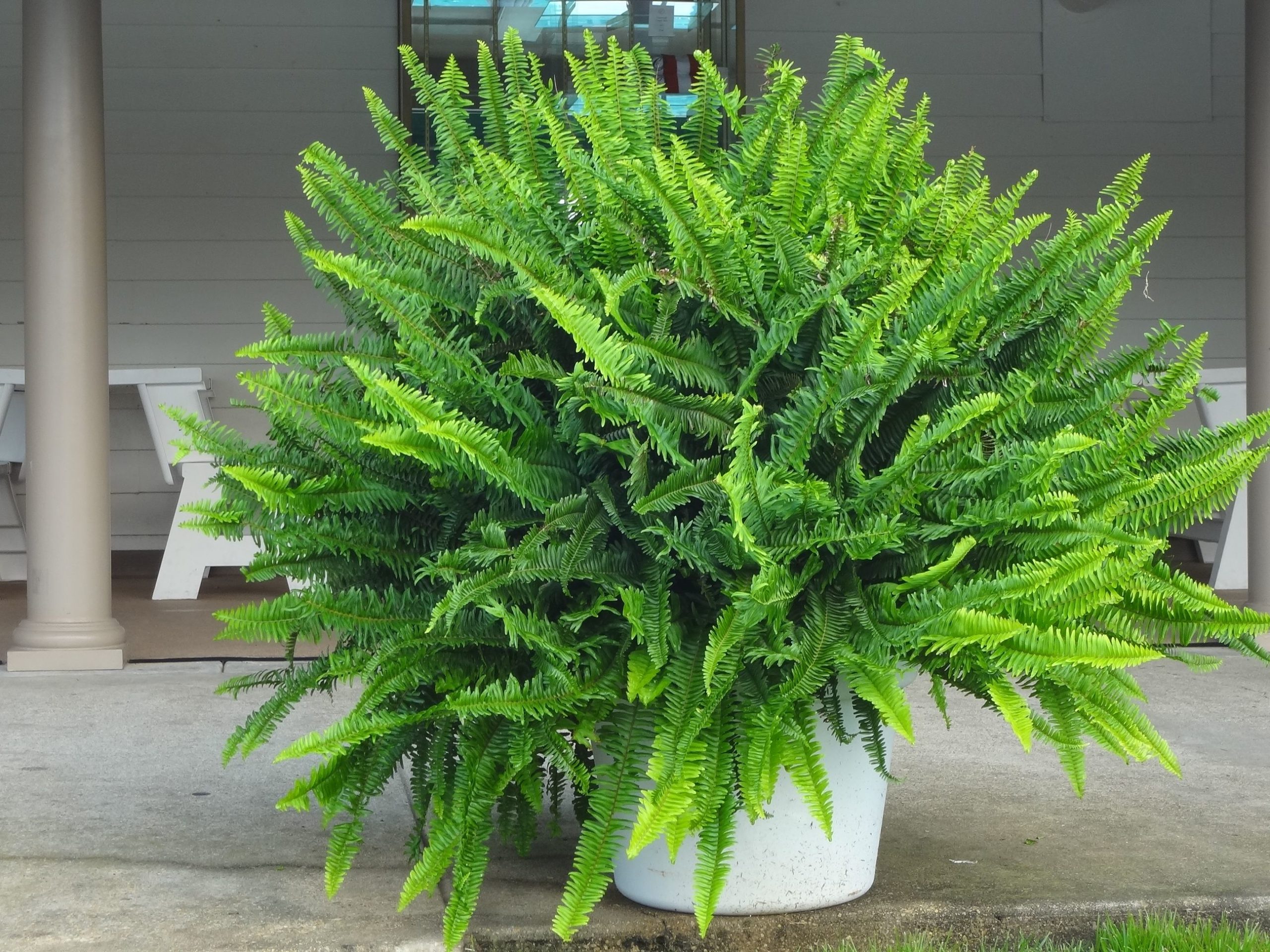 How to grow Kimberly queen fern