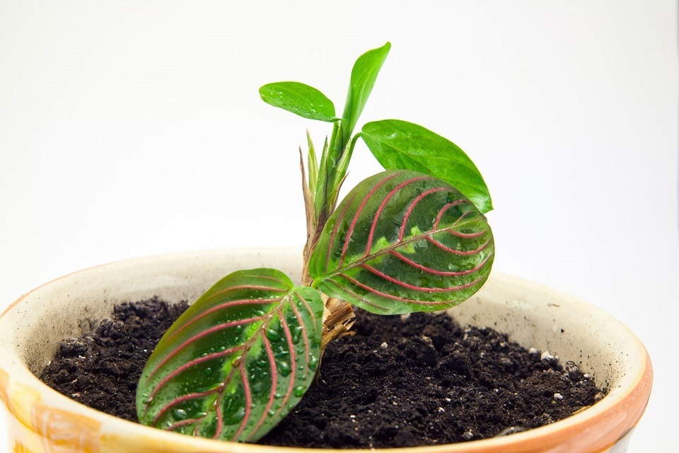 How to grow Maranta Plant