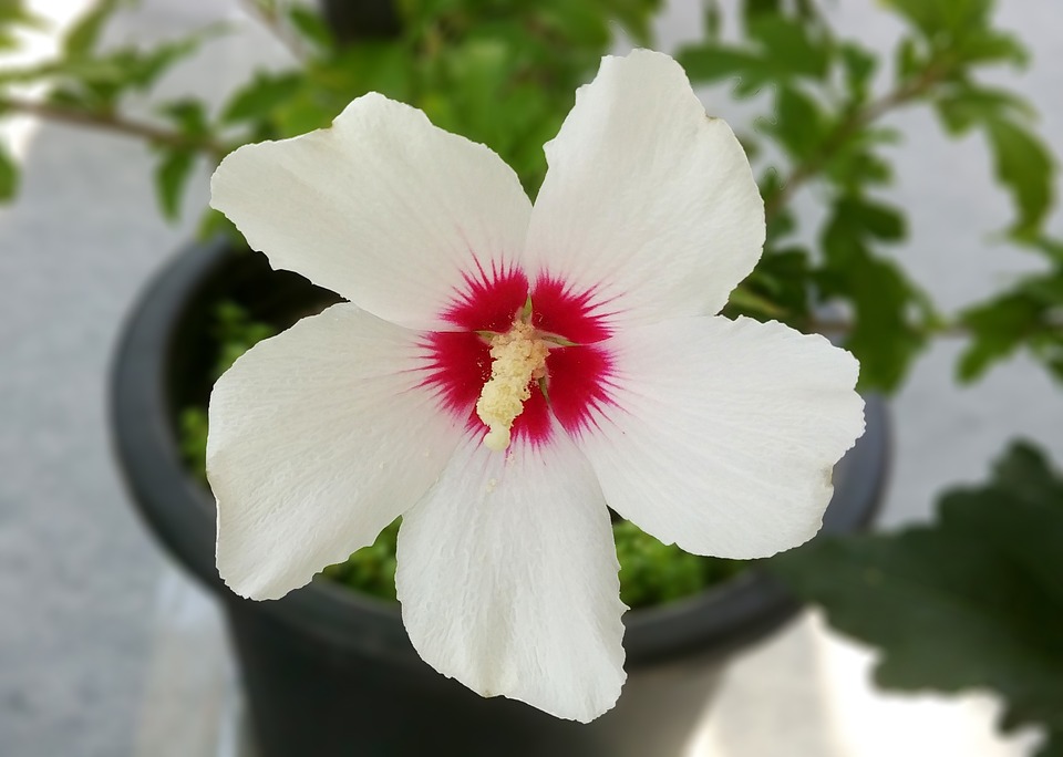 How to grow Rose of sharon hardy hibiscus