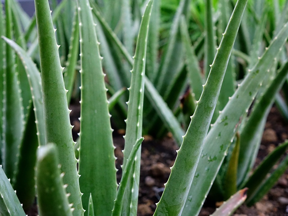 How to grow aloe vera plant, Aloe plants are used for medical purposes