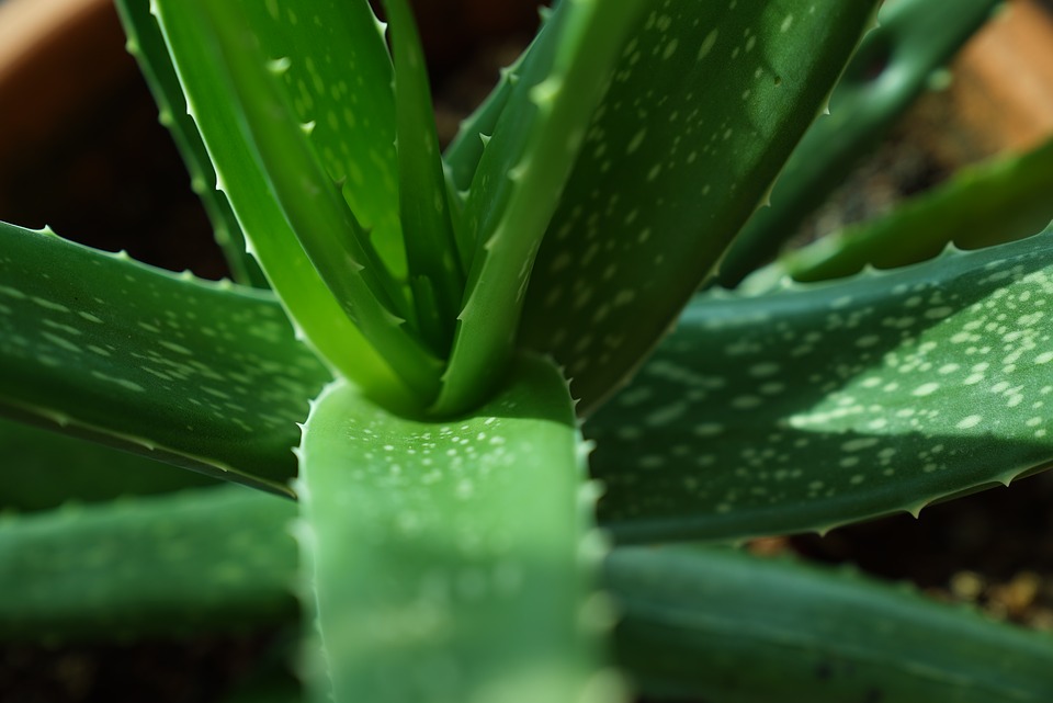 How to grow aloe vera plant in a Simple Steps