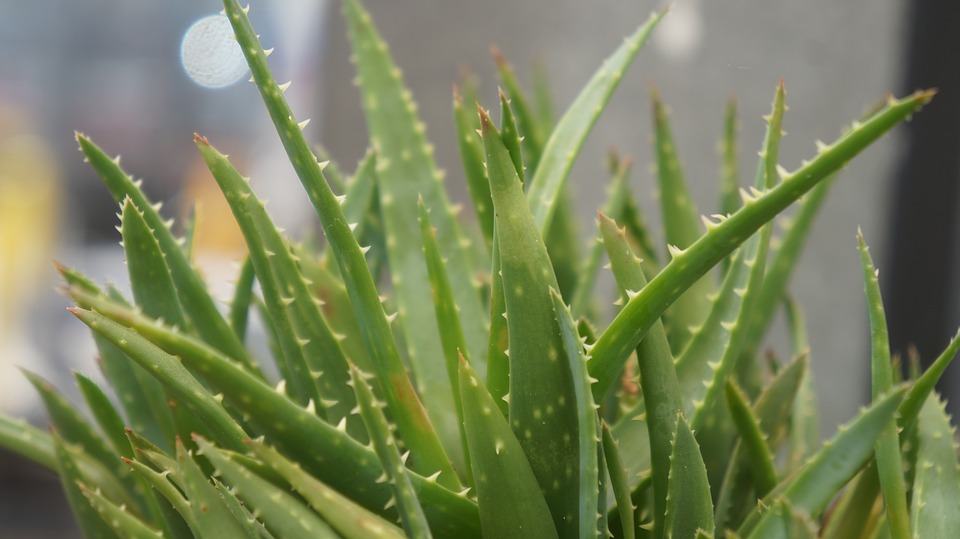 How to grow aloe vera plant
