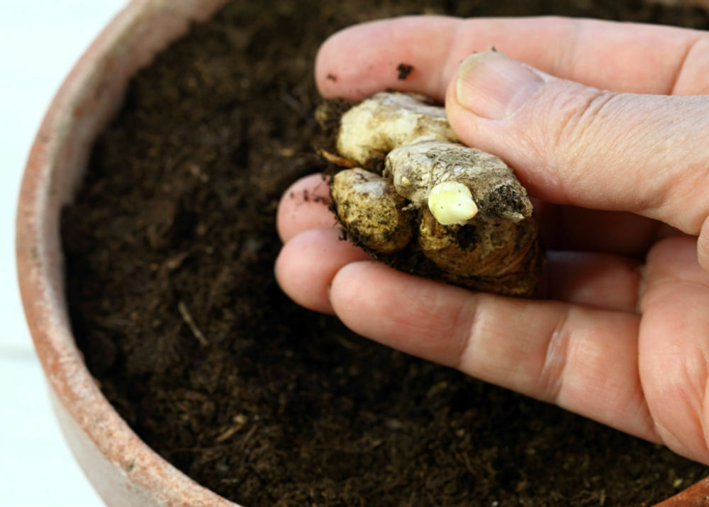 How to grow ginger from root, plant the rhizome in a pot with a minimum of twelve inches (30cm) depth