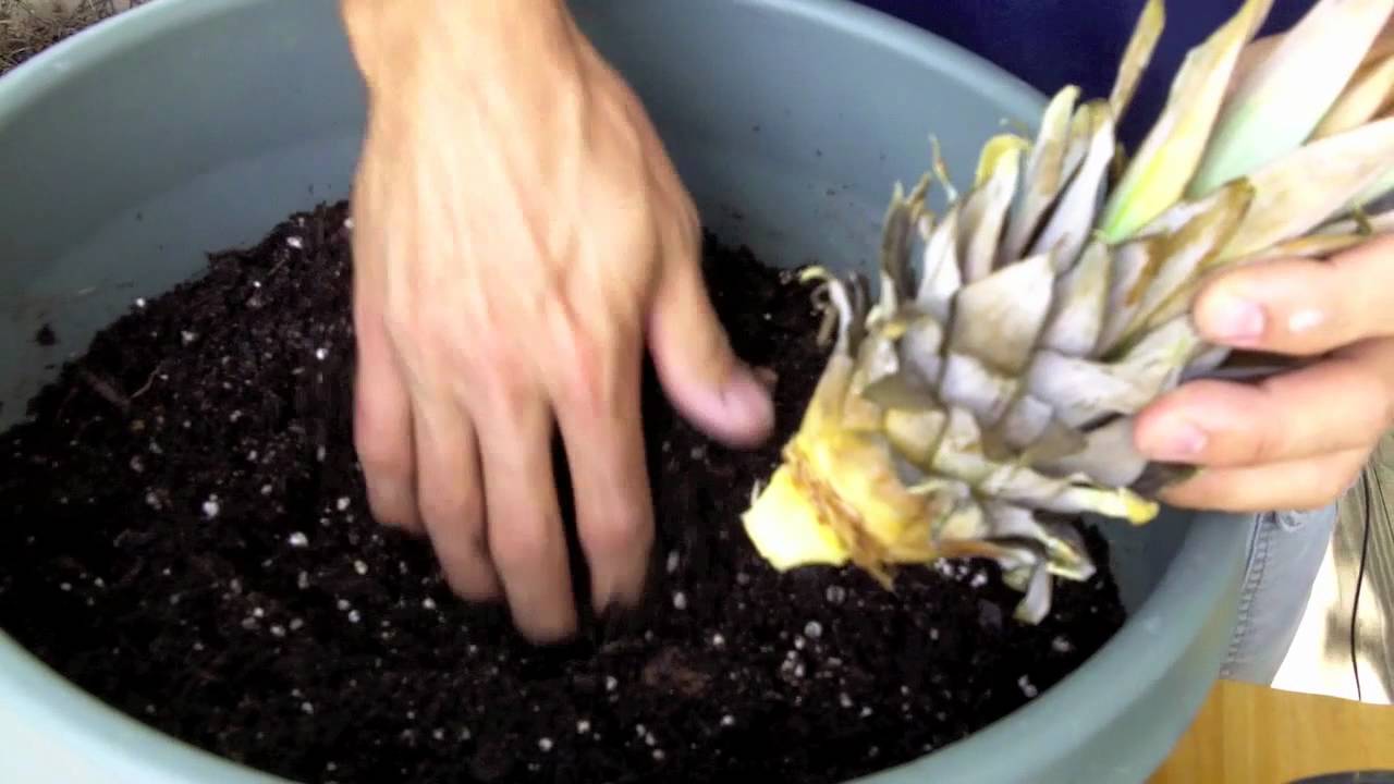 How to grow pineapple from top, A pineapple will grow most effectively in a pot